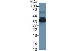 Detection of ANXA4 in Porcine Small intestine lysate using Polyclonal Antibody to Annexin A4 (ANXA4) (Annexin IV 抗体  (AA 3-151))