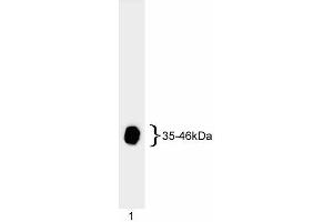 Western blot analysis of adenovirus E1A. (人 Adenovirus type 5 E1A (HAdV-5 E1A) 抗体)