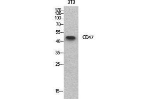 Western Blot (WB) analysis of NIH-3T3 cells using CD47 Polyclonal Antibody. (CD47 抗体  (Internal Region))