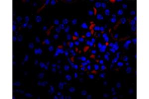 Immunofluorescence (IF) image for anti-Vascular Endothelial Growth Factor (VEGF) antibody (Biotin) (ABIN2477086) (VEGF 抗体  (Biotin))