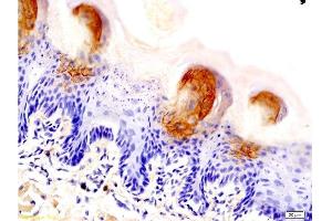 Immunohistochemistry (Paraffin-embedded Sections) (IHC (p)) image for anti-Aquaporin 3 (Gill Blood Group) (AQP3) (AA 201-292) antibody (ABIN673974)