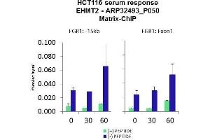 Quiescent human colon carcinoma HCT116 cultures were treated with 10% FBS for three time points (0, 15, 30min) or (0, 30, 60min) were used in Matrix-ChIP and real-time PCR assays at EGR1 gene (Exon1) and 15kb upstream site. (EHMT2 抗体  (N-Term))
