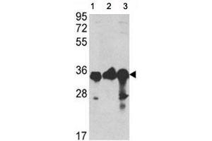 Western Blotting (WB) image for anti-Glyceraldehyde-3-Phosphate Dehydrogenase (GAPDH) (AA 62-91) antibody (ABIN3029800)