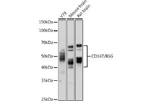 Western Blotting (WB) image for anti-Basigin (Ok Blood Group) (BSG) (AA 30-200) antibody (ABIN1512647)
