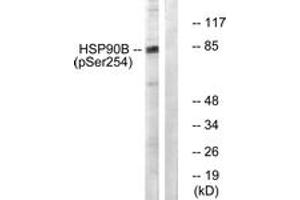 Western Blotting (WB) image for anti-Heat Shock Protein 90kDa alpha (Cytosolic), Class B Member 1 (HSP90AB1) (AA 226-275), (pSer254) antibody (ABIN1531182)
