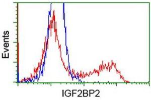 Image no. 1 for anti-Insulin-Like Growth Factor 2 mRNA Binding Protein 2 (IGF2BP2) antibody (ABIN1498823) (IGF2BP2 抗体)
