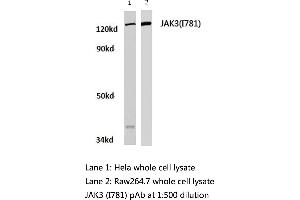 Western blot (WB) analysis of JAK3 antibody  in extracts from hela and raw264. (JAK3 抗体)