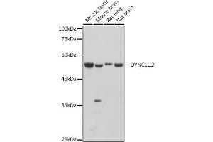 Western blot analysis of extracts of various cell lines, using DYNC1LI2 antibody (ABIN7266863) at 1:1000 dilution. (DYNC1LI2 抗体)