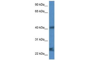 WB Suggested Anti-Scamp1 Antibody Titration: 1. (SCAMP1 抗体  (N-Term))