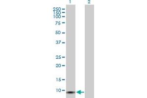Western Blot analysis of GCHFR expression in transfected 293T cell line by GCHFR MaxPab polyclonal antibody.
