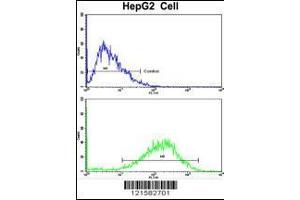 Flow cytometric analysis of HepG2 cells using SIL1 Antibody (bottom histogram) compared to a negative control cell (top histogram). (SIL1 抗体  (AA 99-126))