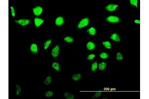 Immunofluorescence of monoclonal antibody to SFRS17A on HeLa cell. (SFRS17A 抗体  (AA 53-156))