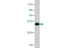Western Blotting (WB) image for anti-Paired Box 5 (PAX5) (AA 192-301) antibody (ABIN562112)