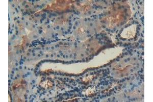 Detection of ANXA4 in Human Kidney Tissue using Polyclonal Antibody to Annexin A4 (ANXA4) (Annexin IV 抗体  (AA 11-164))