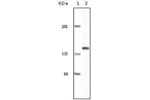 Western Blot showing EphA2 antibody used against NIH/3T3 cell lysate. (EPH Receptor A2 抗体)
