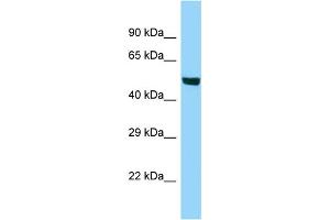 Western Blotting (WB) image for anti-Acyl-CoA Synthetase Bubblegum Family Member 1 (ACSBG1) (C-Term) antibody (ABIN2788582) (ACSBG1 抗体  (C-Term))