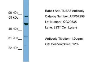 WB Suggested Anti-TUBA8  Antibody Titration: 0. (TUBA8 抗体  (N-Term))