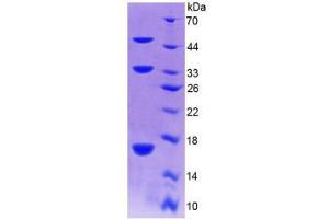 SDS-PAGE analysis of Mouse Collagen Type X Protein. (COL10 蛋白)