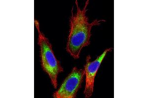 Immunofluorescent analysis of 4 % paraformaldehyde-fixed, 0. (Transferrin 抗体  (AA 101-135))