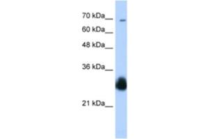 Western Blotting (WB) image for anti-Ring Finger Protein 138 (RNF138) antibody (ABIN2460633) (RNF138 抗体)