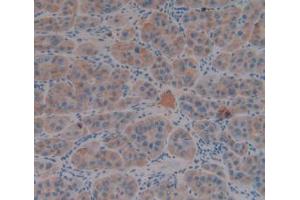 IHC-P analysis of Human Liver Tissue, with DAB staining. (FGG 抗体  (AA 166-416))