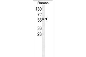 S Antibody (N-term) (ABIN658985 and ABIN2838033) western blot analysis in Ramos cell line lysates (35 μg/lane). (SERPINA9 抗体  (N-Term))
