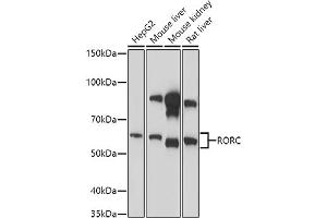 Western blot analysis of extracts of various cell lines, using RORC antibody (ABIN6132603, ABIN6147079, ABIN6147080 and ABIN6214413) at 1:1000 dilution. (RORC 抗体  (AA 120-320))