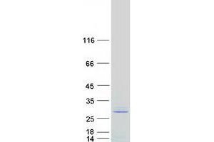 Western Blotting (WB) image for serine/arginine-Rich Splicing Factor 10 (SRSF10) (Transcript Variant 1) protein (Myc-DYKDDDDK Tag) (ABIN2731911)