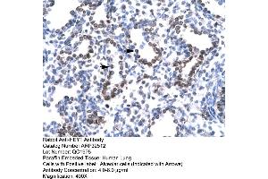 Rabbit Anti-HEY1 Antibody  Paraffin Embedded Tissue: Human Lung Cellular Data: Alveolar cells Antibody Concentration: 4. (HEY1 抗体  (C-Term))