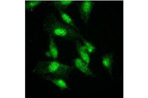 Immunofluorescenitrocellulosee of HeLa cells were stained by monoclonal anti-human GCN5L2 antibody (1:500) with Alexa 488 (Green). (KAT2A 抗体  (AA 411-837))