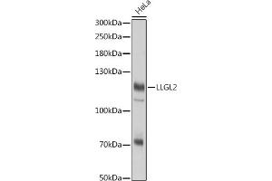 Western blot analysis of extracts of HeLa cells, using LLGL2 antibody (ABIN7268212) at 1:3000 dilution. (LLGL2 抗体)