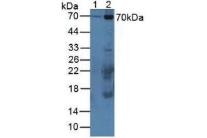 Western blot analysis of (1) Mouse Serum and (2) Mouse Placenta Tissue.