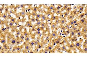 Detection of HADH in Mouse Liver Tissue using Polyclonal Antibody to Hydroxyacyl Coenzyme A Dehydrogenase (HADH)
