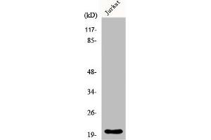 Western Blot analysis of HT29 cells using FGF-22 Polyclonal Antibody (FGF22 抗体  (Internal Region))