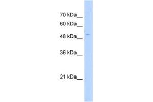 Western Blotting (WB) image for anti-PAP Associated Domain Containing 7 (PAPD7) antibody (ABIN2463208)