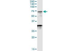 Immunoprecipitation of WDR20 transfected lysate using anti-WDR20 MaxPab rabbit polyclonal antibody and Protein A Magnetic Bead , and immunoblotted with WDR20 purified MaxPab mouse polyclonal antibody (B01P) . (WDR20 抗体  (AA 1-569))