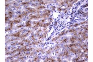 Image no. 9 for anti-Sialidase 1 (Lysosomal Sialidase) (NEU1) (AA 48-315) antibody (ABIN1491548) (NEU1 抗体  (AA 48-315))