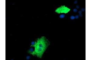 Anti-ZFP36 mouse monoclonal antibody (ABIN2454209) immunofluorescent staining of COS7 cells transiently transfected by pCMV6-ENTRY ZFP36 (RC202049). (ZFP36 抗体)