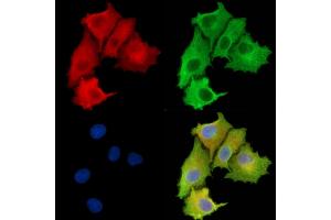 ABIN6263526 and ABIN6279596 staining  cells by IF/ICC. (NBPF3 抗体  (Internal Region))