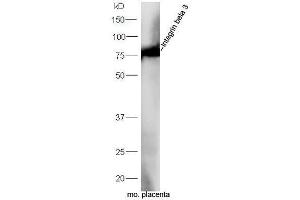 Mouse placenta lysates probed withAnti-Integrin beta 3 Polyclonal Antibody, Unconjugated  at 1:5000 90min in 37˚C (Integrin beta 3 抗体  (AA 27-120))