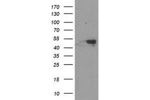 Western Blotting (WB) image for anti-Retinoblastoma Binding Protein 7 (RBBP7) antibody (ABIN1500625) (RBBP7 抗体)