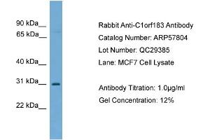 WB Suggested Anti-C1orf183  Antibody Titration: 0. (FAM212B 抗体  (Middle Region))