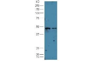 Lane 1:Huh7 cell lysate Lane 2: A549 cell lysates probed with Rabbit Anti-B7-H6 Polyclonal Antibody, Unconjugated (ABIN1713370) at 1:300 overnight at 4 °C. (B7-H6 抗体  (AA 51-150))