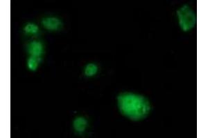 Immunofluorescence (IF) image for anti-SAM Domain and HD Domain 1 (SAMHD1) antibody (ABIN1500803) (SAMHD1 抗体)