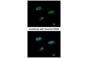 ICC/IF Image Immunofluorescence analysis of paraformaldehyde-fixed HeLa, using SAMHD1, antibody at 1:500 dilution. (SAMHD1 抗体  (Internal Region))
