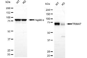 Western blotting analysis using TRIM47 antibody (ABIN7800636). (TRIM47 抗体)