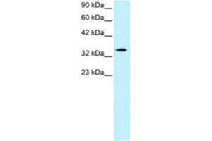 Western Blotting (WB) image for anti-PRKC, Apoptosis, WT1, Regulator (PAWR) antibody (ABIN2460550) (PAWR 抗体)