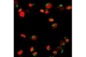Immunofluorescent staining of NB4 cells using PML polyclonal antibody . (PML 抗体)