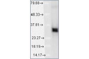 Western blot analysis of HO-1 using a 1/1000 dilution of Heme oxygenase 1 / HMOX1 Antibody Cat. (HMOX1 抗体  (N-Term))
