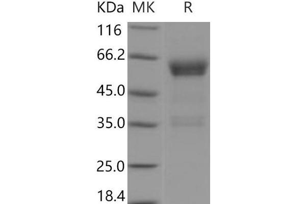 PILRB Protein (Fc Tag)